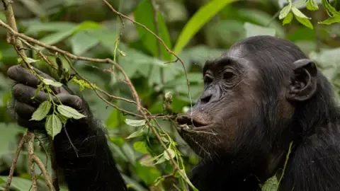 Wild Chimps Drinking a Daily Dose of a Beer Each Day from Fermented Fruit, Study Reveals
